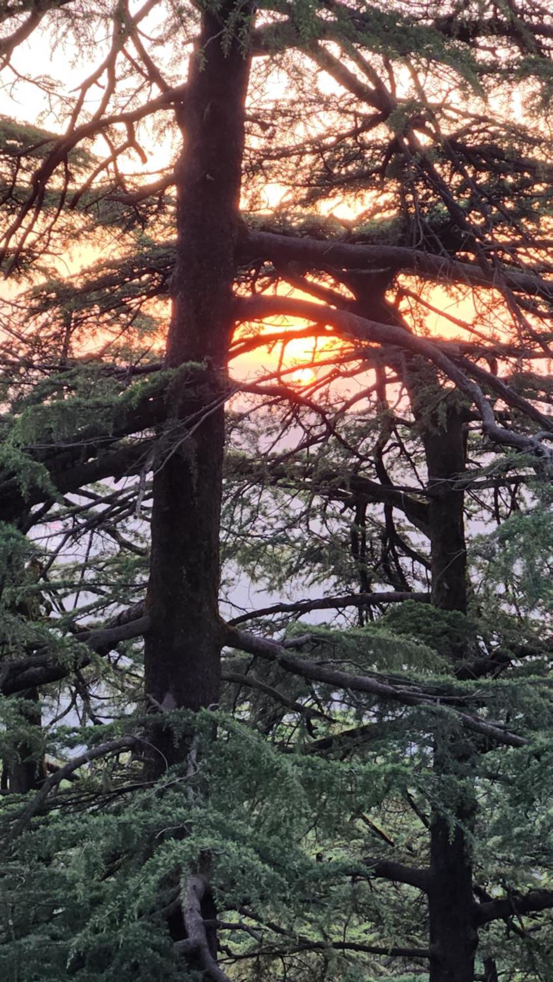 Glen View Heritage Homestay Shimla Luaran gambar
